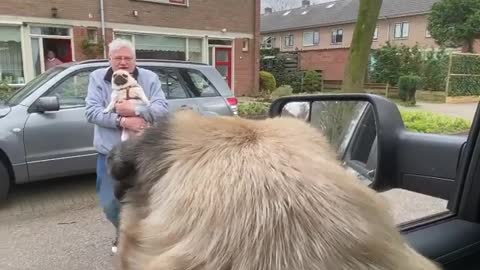 pug in the car