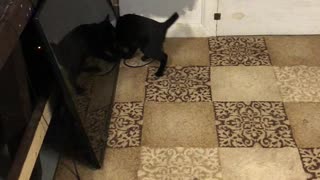 Cat play fetch