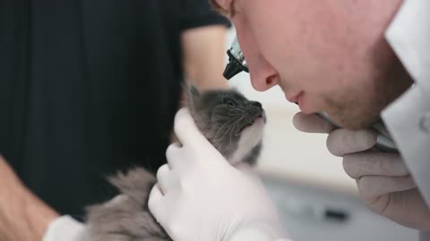 Closeup of veterinarian young man in white gloves examine kitten eyes