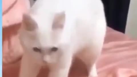 Funny Dog Videos 2021 | Funny animal Videos - Funny #Shorts