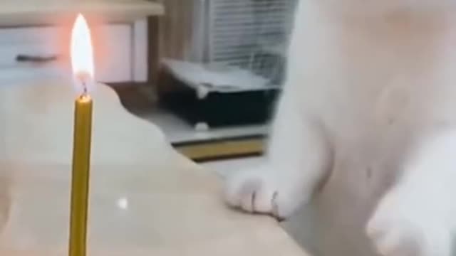 Cute Cats - Funny