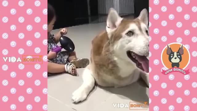 funny and cute dogs com seus donos