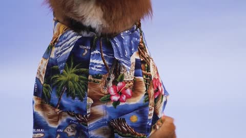 Dog wear Sunglasses P2