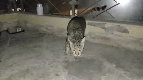 Homeless cats in UAE, Ras Al Khaimah: ED SHEERAN & MICHAEL JACKSON #cats #MichaelJackson #EdSheeran