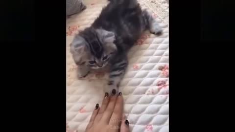 best friends cats