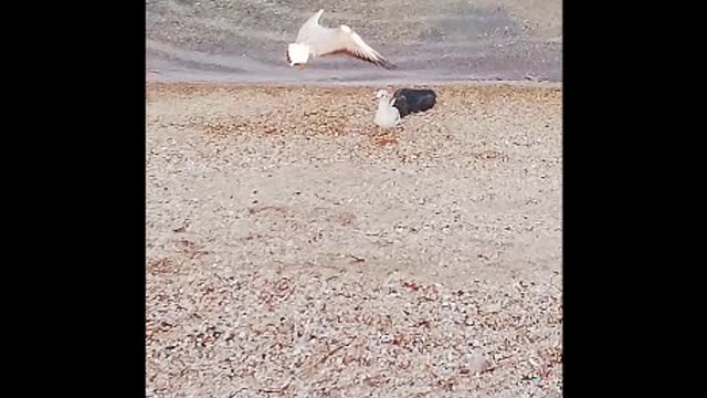 Ducks play with the seagull and search for food