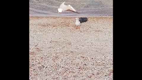 Ducks play with the seagull and search for food