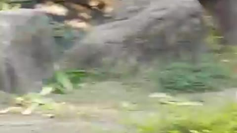 Streaking #gorilla