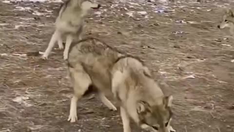 The wolves succeeded in killing the dog