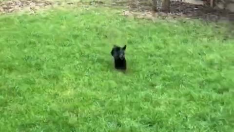 HILARIOUS CATS LAUGH FACTORY ULTIMATE LAUGHING LASTEST CAT AND DOGS COMPILATION Part 14