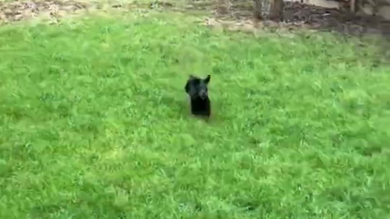 HILARIOUS CATS LAUGH FACTORY ULTIMATE LAUGHING LASTEST CAT AND DOGS COMPILATION Part 14