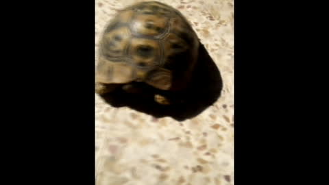 tortoise; tortue; سلحفاة.