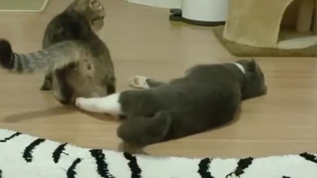 Funniest cats..Don't try to hold back laughter😂