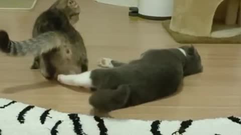 Funniest cats..Don't try to hold back laughter😂