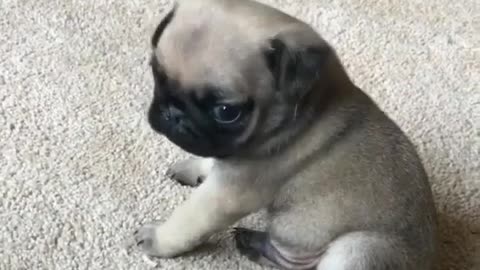 Funny Little Animals