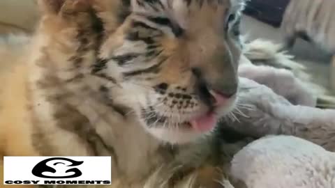 WHAT IT'S LIKE TO RAISE CUTE BABY TIGERS - BEAUTIFULL TIGERS AT HOME