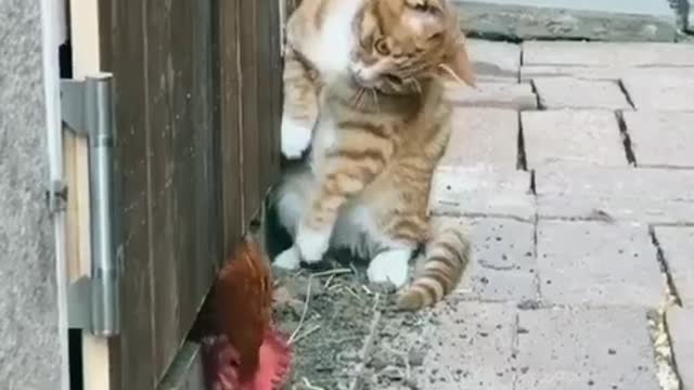 Chicken And Cats Animals 🐱🐱 Viral Video Enjoyed