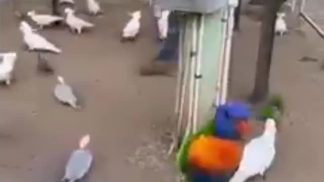 These parrots are very beautiful🐓🐓