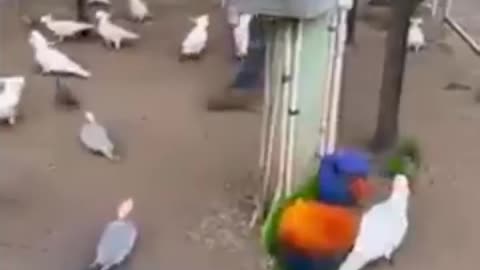 These parrots are very beautiful🐓🐓