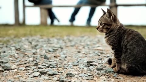 Funny Cats Compilation (Most Popular)