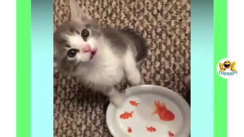 Funny Cute Kittens Meowing