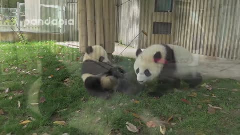 Panda cubs and nanny Mei’s war Ⅱl