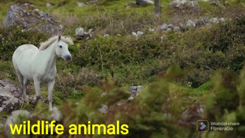 Funny nature and wildlife video 4k video _ funny animals moment