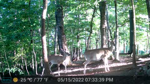 The Woods - 05/16/2022