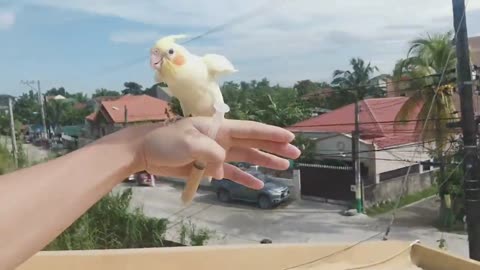 Baby parrot flight training