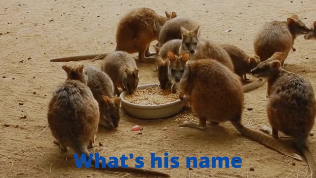 I really can't figure out the name of these animals