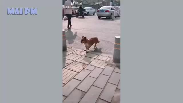 Funny Dogs Vedio 2022 (Try Not To Laugh)