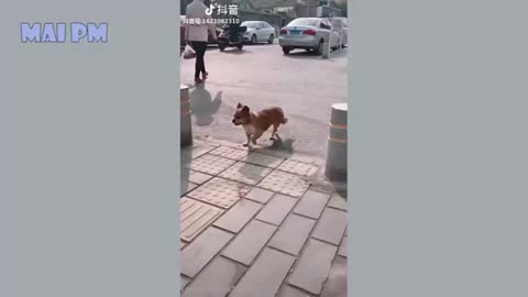 Funny Dogs Vedio 2022 (Try Not To Laugh)