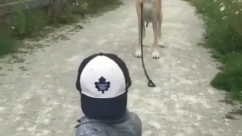 Funny Dog Videos 2021 It's time to LAUGH with Dog's life171