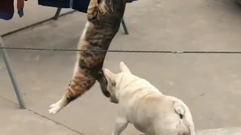 Big fish catch cute cats