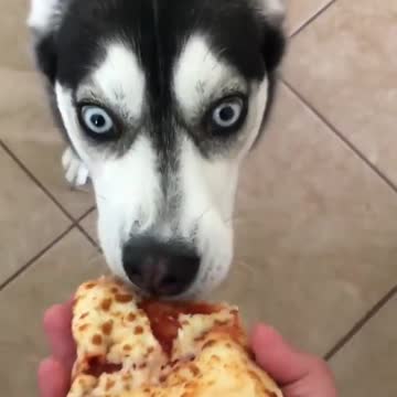 DOGS never fail to make us LAUGH - FUNNY DOGS VIDEOS viral