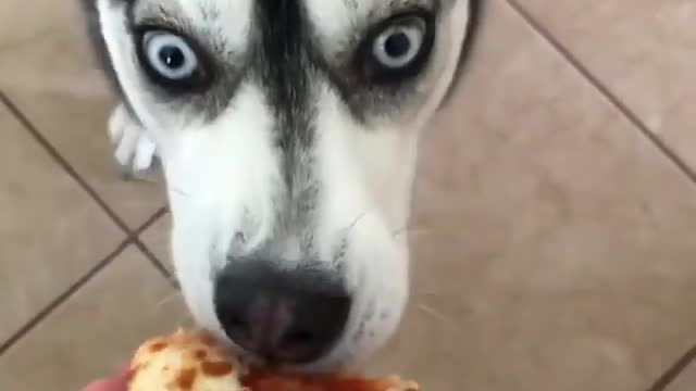 DOGS never fail to make us LAUGH - FUNNY DOGS VIDEOS viral