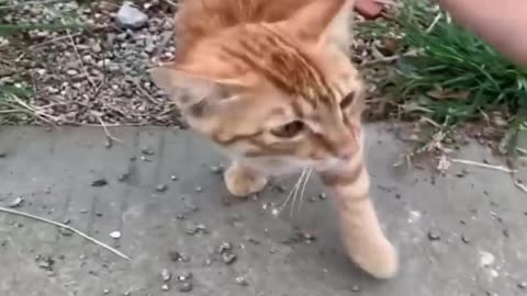 Amazing Funny Animal Videos - Cats And Dogs Hilarious Video