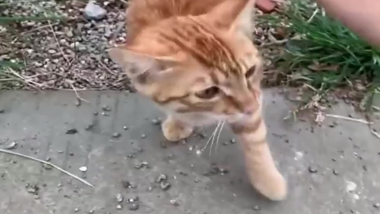 Amazing Funny Animal Videos - Cats And Dogs Hilarious Video