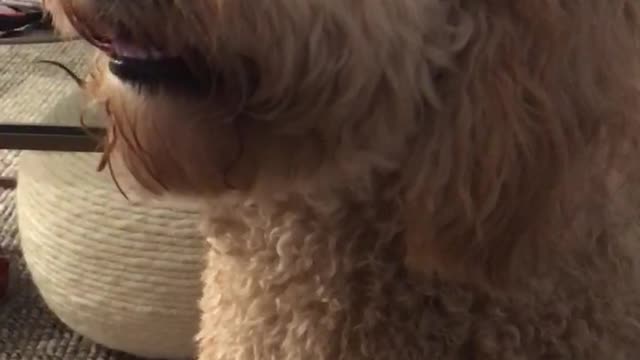 Tan dog listens to owner make farting noises