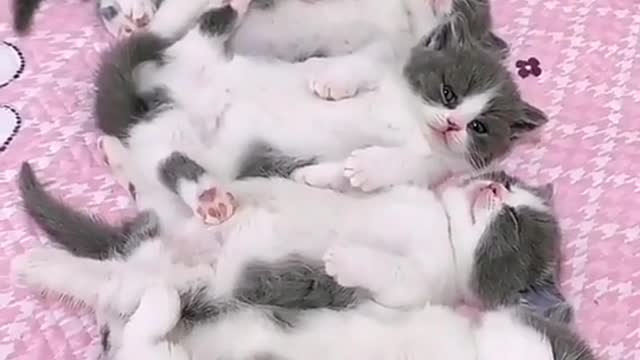 Cat playing for fun