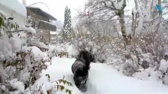 Top 10 Most Powerful💪💪 & Dangerous Dogs 🐕🐕 in the world.. If u want know.. Watch this video..