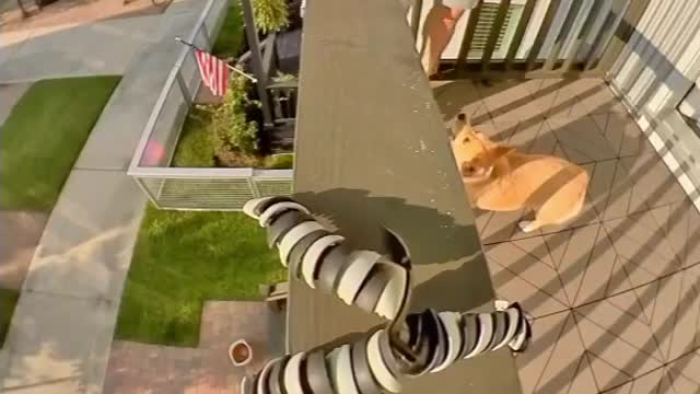 Corgi performs totally unbelievable basketball trick shot