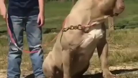 Best Muscular American Bully And Exercises