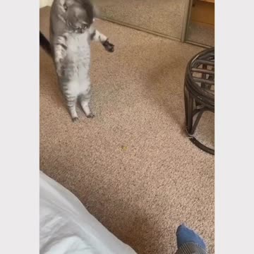 The cat's reaction to a grape