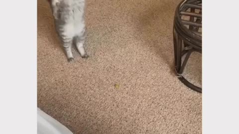 The cat's reaction to a grape