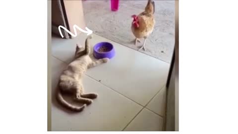 This chicken is trying to steal the cat's food