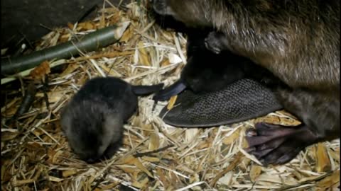 Baby Beaver - A Week Old , Cute