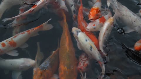 Gorgeous colorful fish