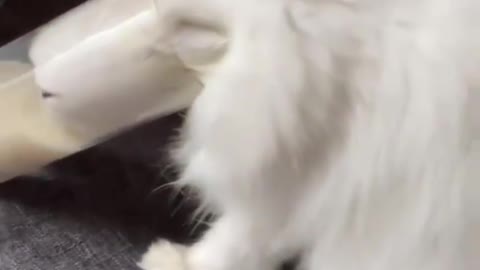 Funny and Cute Cats Videos #177