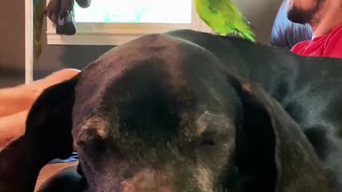 mellowdog#animalhouse